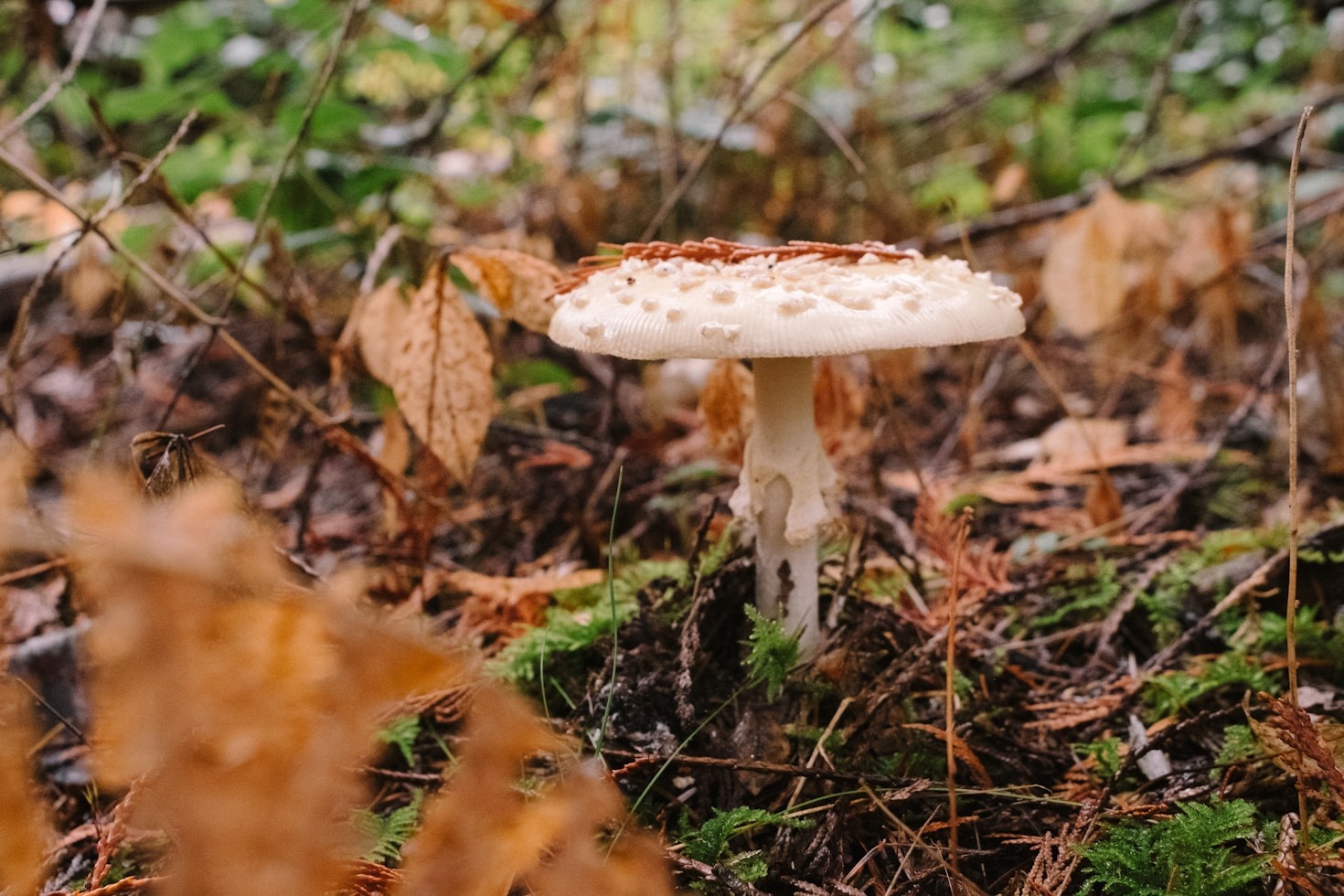 Understanding the Lifecycle of Cultivated Mushrooms