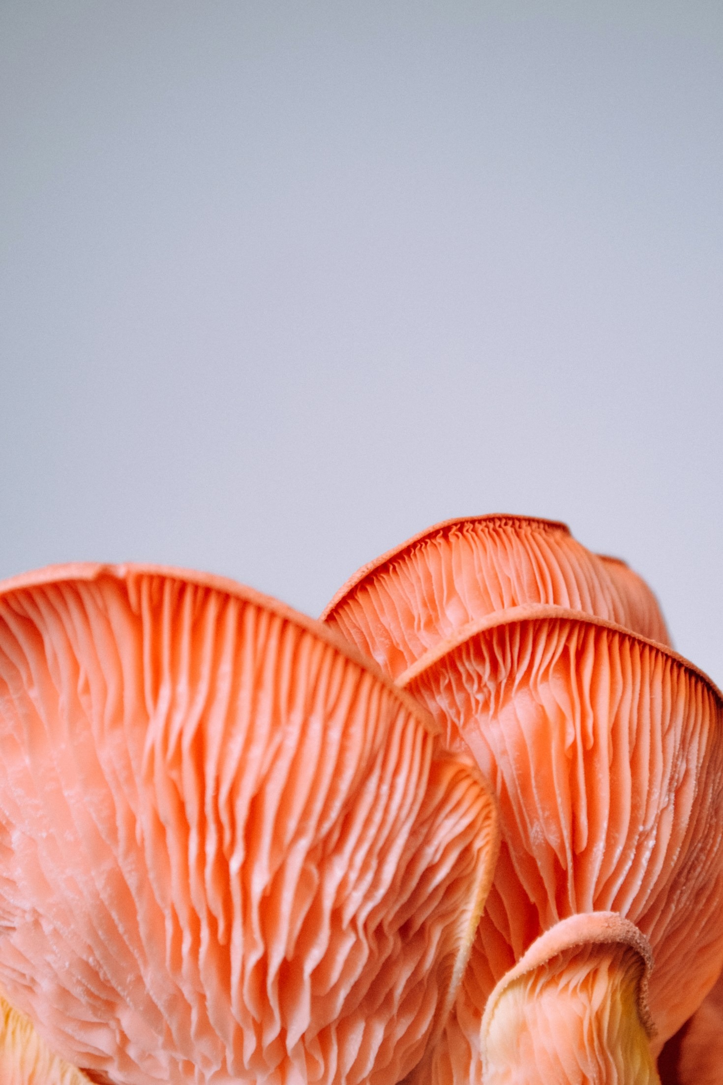 Essential Tools for Mycology Enthusiasts